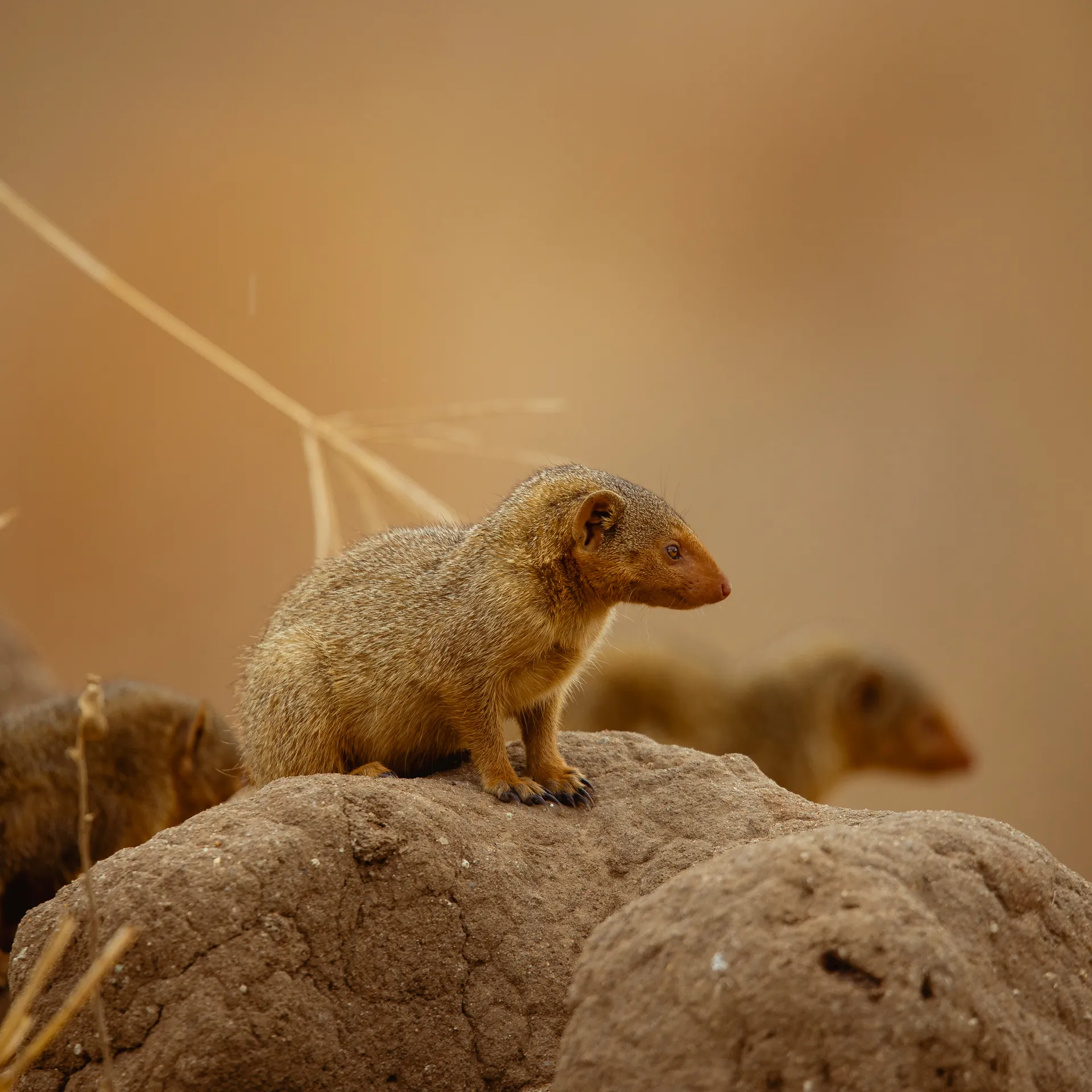 Wildlife in an East African safari landscape